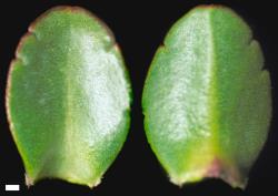 Veronica haastii. Leaf surfaces, adaxial (left) and abaxial (right). Scale = 1 mm.
 Image: W.M. Malcolm © Te Papa CC-BY-NC 3.0 NZ